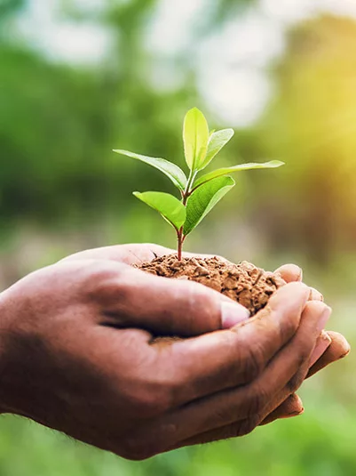 Healthy green plant in hands